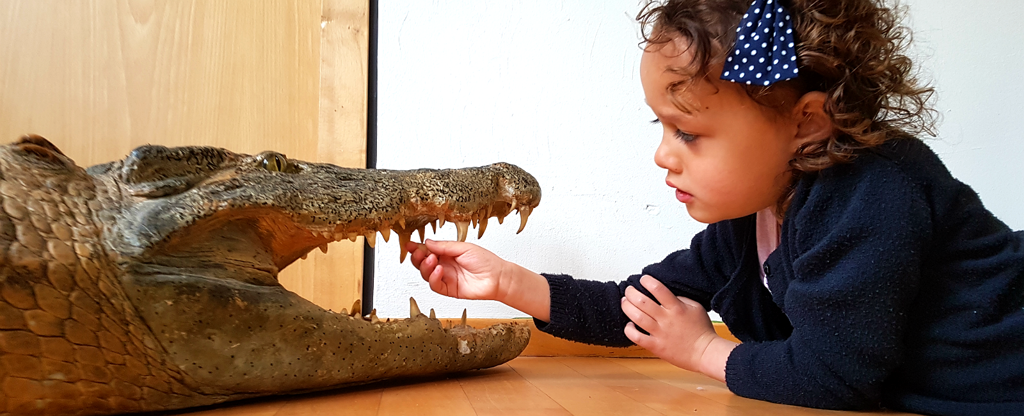 hetnatuurhistorisch_header4.png hetnatuurhistorisch_header4.png