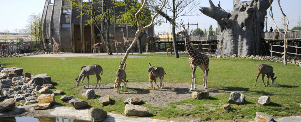 diergaardeblijdorp_header.png diergaardeblijdorp_header.png