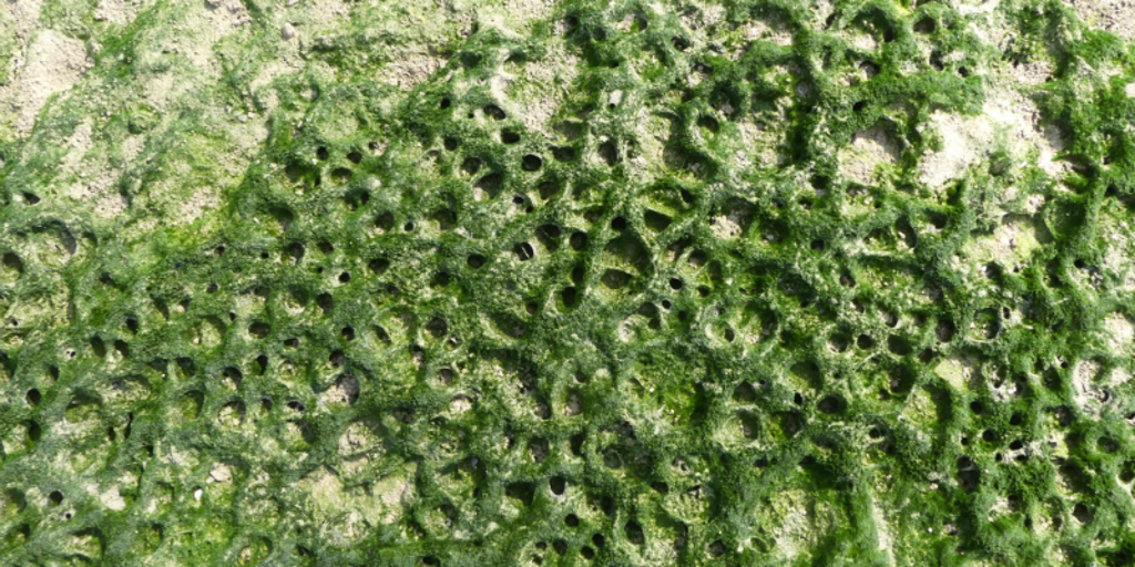 garnalen_3.png garnalen_3.png