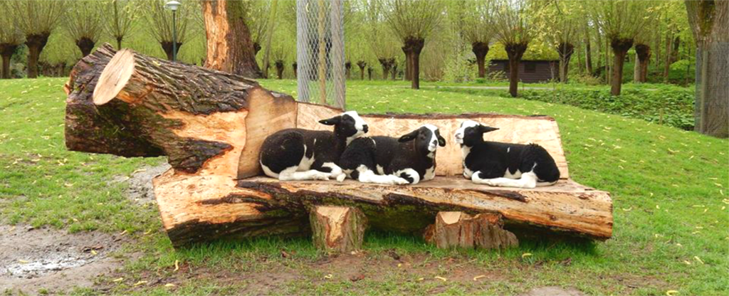kinderboerderij-de-molenwei_header.png kinderboerderij-de-molenwei_header.png