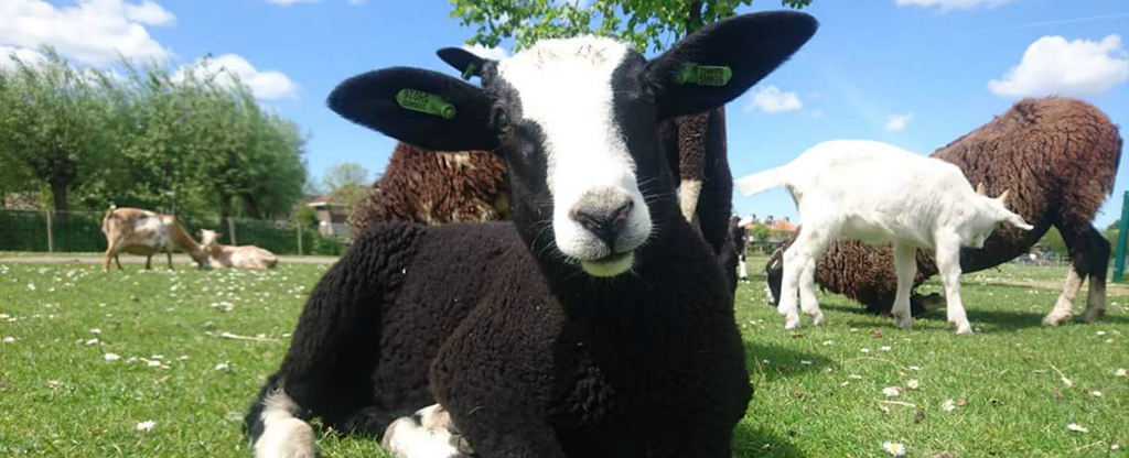 kinderboerderij-algemeen_header.png kinderboerderij-algemeen_header.png