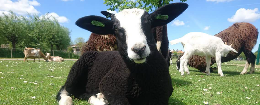 kinderboerderij-algemeen_header.png